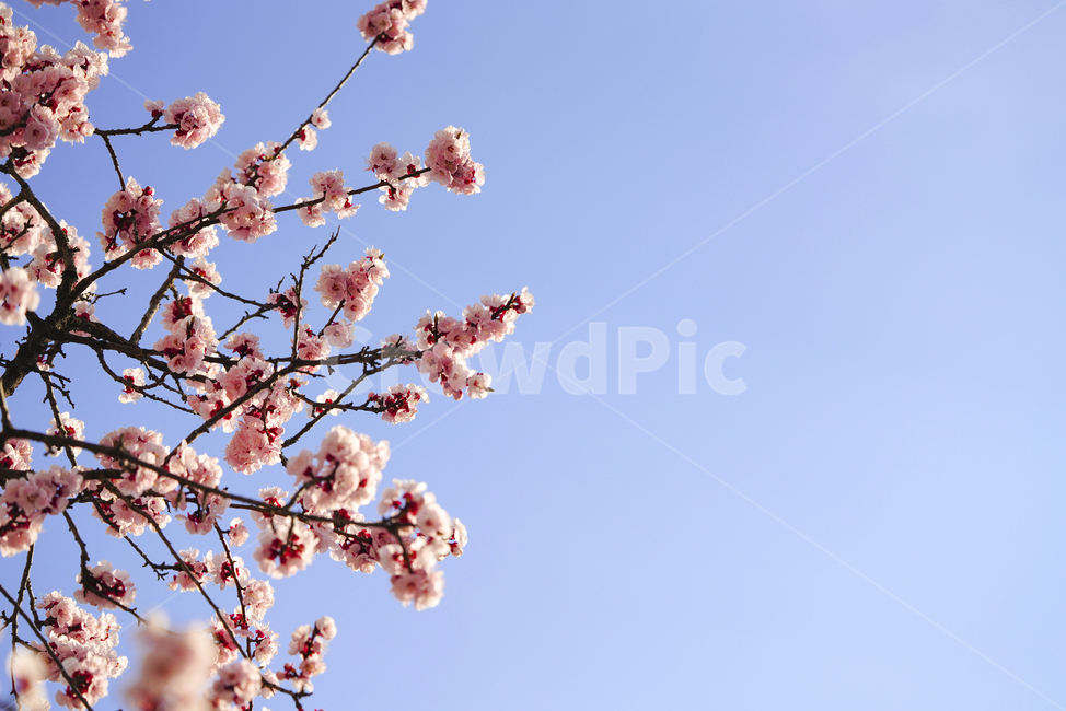 봄,계절,느낌,감성,식물,생명,생물,자연,잎,화사,봄,계절,spring,season,식물,자연,plants,nature,꽃,flower,plant,blossom