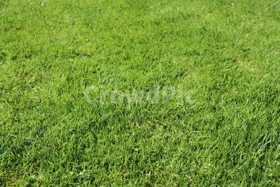 잔디,초록,잔디밭,연두,풀밭,식물,자연,plants,nature