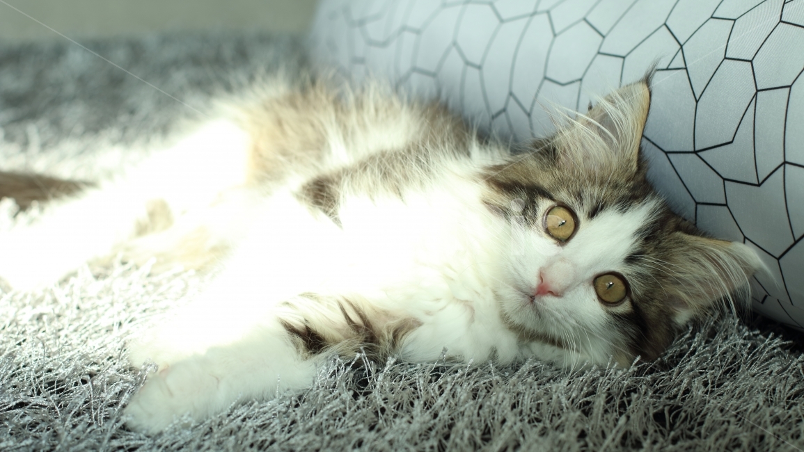 고양이,동물,아기고양이,노르웨이숲,냥이,애완동물,노르웨이숲고양이,동물,animal,포유류,mammal,고양이,cat,kitten,kitty