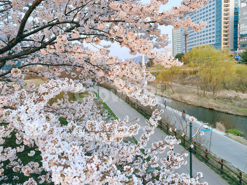 plant,봄,벚꽃,cherryblossoms,flower,하늘,spring,벚나무,봄,계절,spring,season