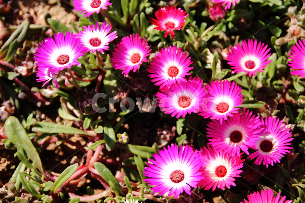 꽃,예쁨,봄,봄꽃,활짝,봄,계절,spring,season,식물,자연,plants,nature,꽃,flower,plant,blossom,petal,꽃잎