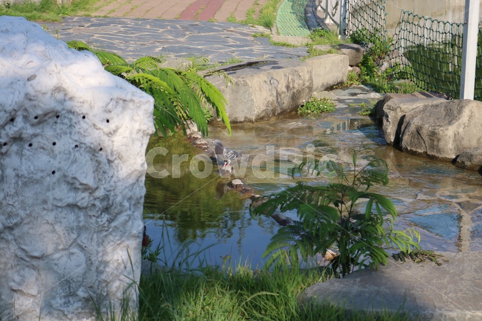 비둘기,새,동물,조류,돌,나무,식물,물,자연,pigeon,bird,animal,stone,tree,plants,water,nature,hato,tori,doubutsu,ishi,ki,shokubutsu,mizu,자연,풍경,nature,landscape,동물,animal,조류,새,birds,outdoors,옥외