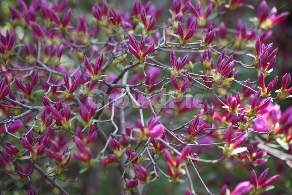 철쭉,꽃,봄,rhododendronschlippenbachii,royalazalea,식물,자연,plants,nature,꽃,flower
