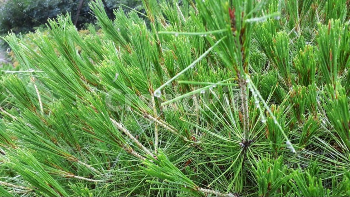 자연,이슬,아침,새벽,소나무,상쾌함,나무,식물,자연,plants,nature
