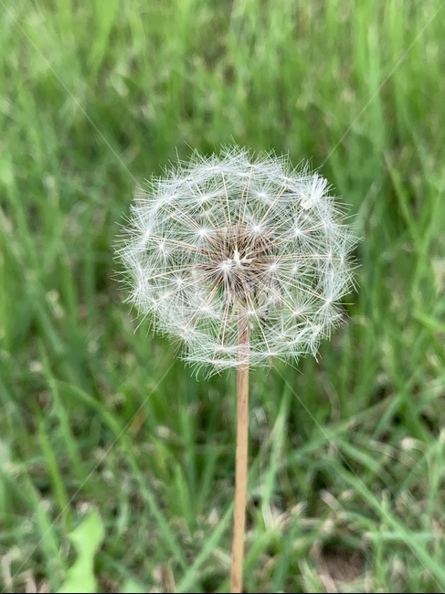 plant,식물,flower,민들레홀씨,가을,민들레,꽃