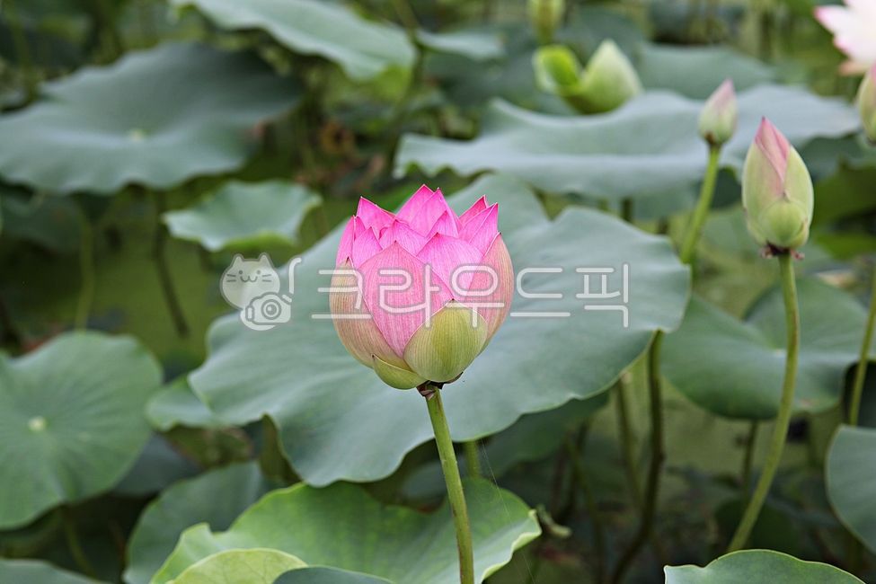 outdoor,lotus leaf,nature,plant,flowering,Lotus,leaf,aquatic plants,Lotus Theme Park,park,flower