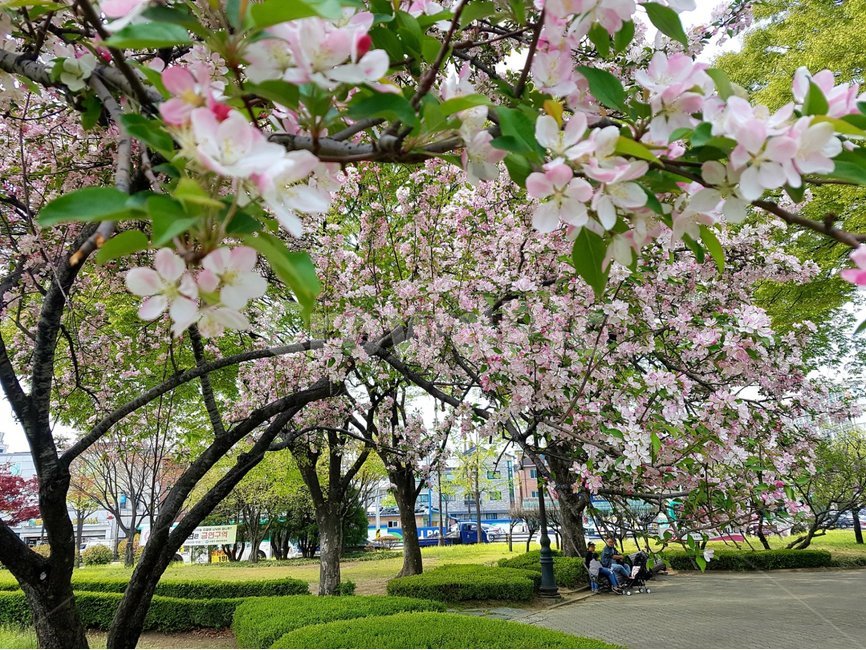 plant,식물,human,나무,꽃,봄,식물,자연,plants,nature,꽃,flower