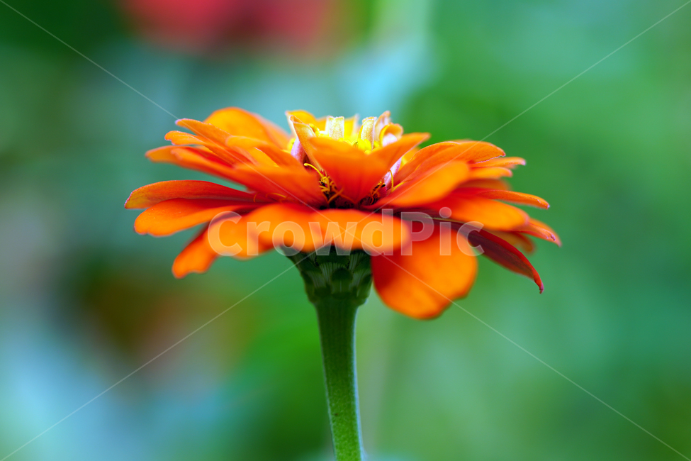 백일홍,꽃,플라워,자연,식물,가을꽃,가을,crapemyrtle,zinnia,flower,nature,plants,autumn,fall,10월,october,식물,자연,plants,nature,꽃,flower