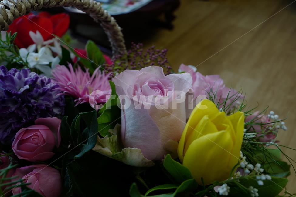 꽃,플라워,flower,flowers,꽃바구니,꽃,flower,기념일,축하,anniversary,congratulation,celebrate,celebration