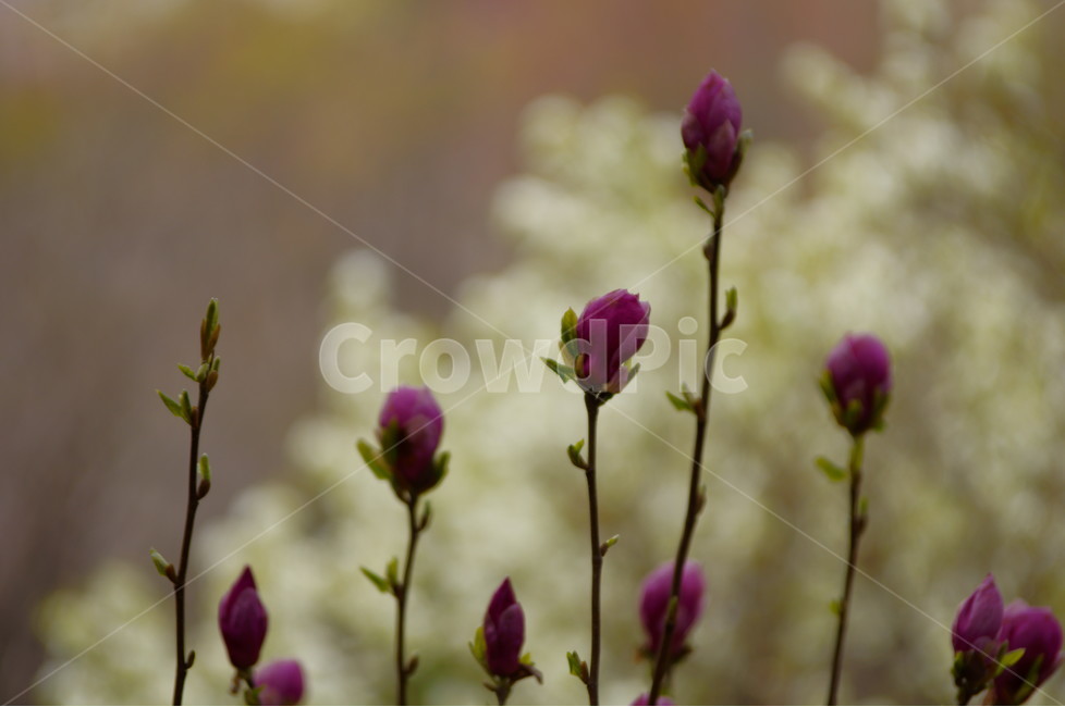 목련,봄,꽃,자연,야생화,식물,자연,plants,nature,꽃,flower