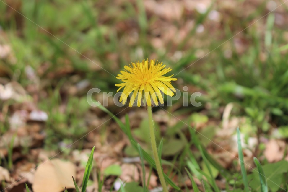 민들레,한송이,봄,여름,노랑,꽃,식물,자연,plants,nature,꽃,flower