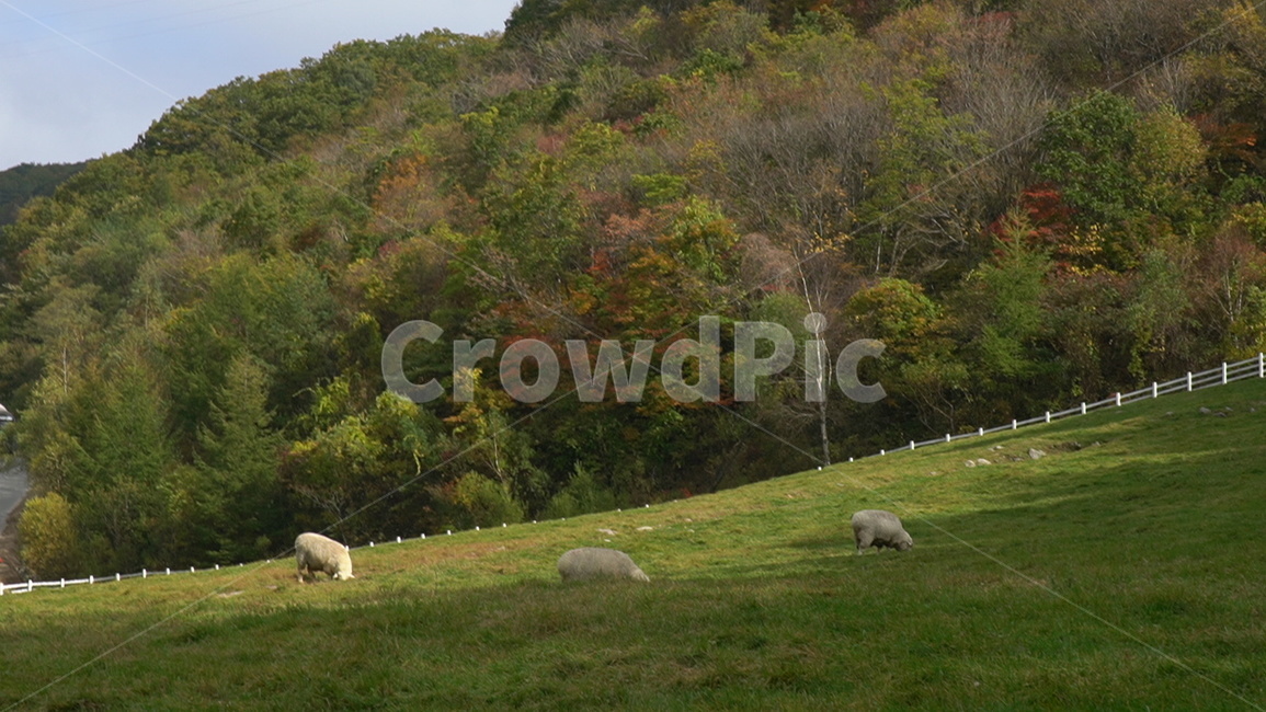 자연,풍경,field,들,grassland,nature,farm,목장,pasture,meadow,목초지,grazing,방목,농장,양,animal,동물,동물,animal,포유류,mammal,목축업,목장,livestock farming,ranching,pasture