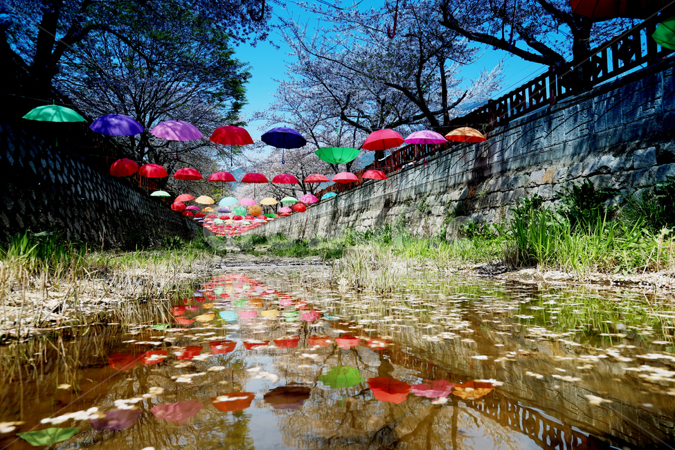 감성사진,진해,여좌천,벚꽃축제,군항제,반영,우산,봄,계절,springseason,감성,봄,계절,spring,season,축제,행사,festival,carnival,event,nature,자연