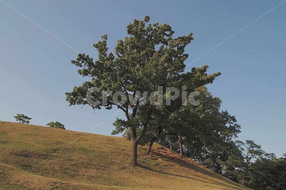 아날로그,나무,자연,풍경,하늘,가을,올림픽공원,초록,따뜻,평안,온화,감성,tree,plant,식물,grassland,목초지,outdoors,옥외,field,들