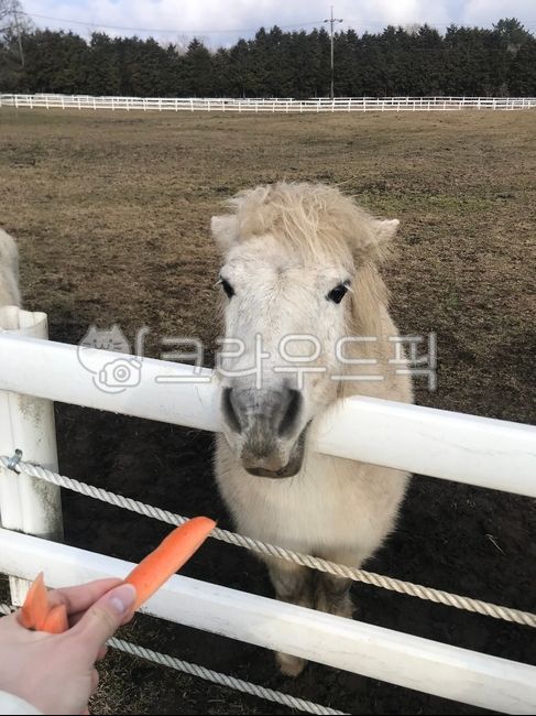 말,흰말,먹이,당근먹이,먹이주는체험,말먹이