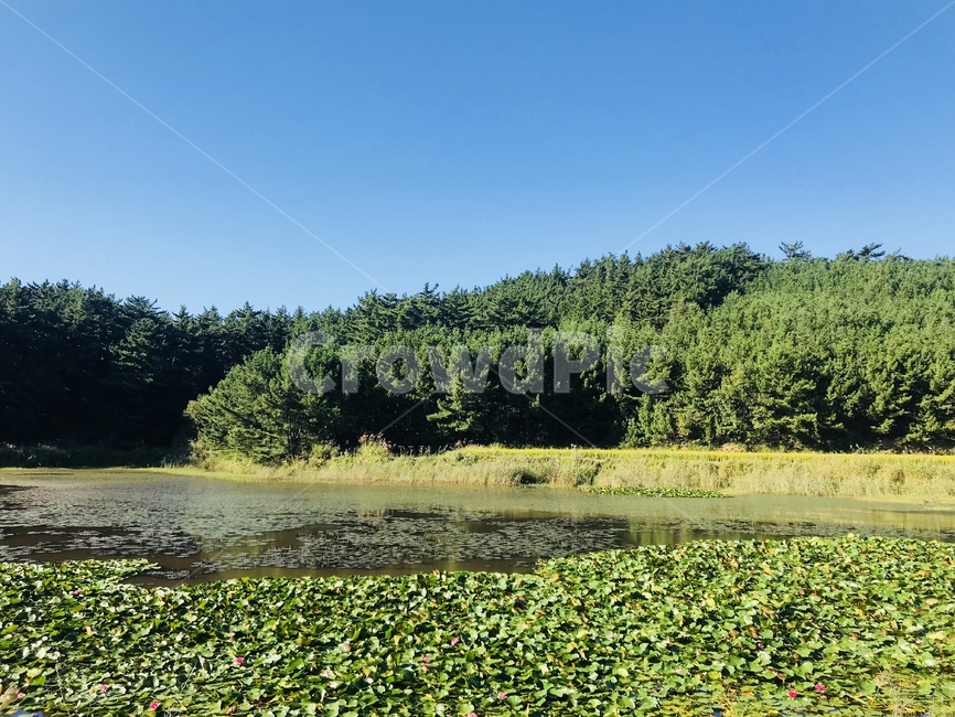 습지,늪지대,green,sky,수련,개구리,자연,풍경,nature,landscape,outdoors,옥외,land,땅,water,물,swamp,늪,marsh,bog,변소