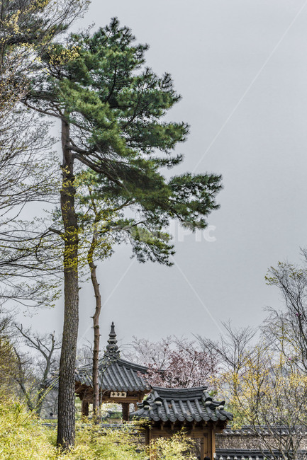 호암미술관,장송,관광지,랜드마크,봄,소나무,만개,한국전통,한국문화,korean traditional,korean culture