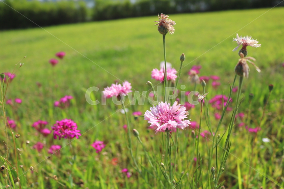 수레국화,꽃,국화,식물,수레국화꽃,관상용,원예,식물,자연,plants,nature,꽃,flower