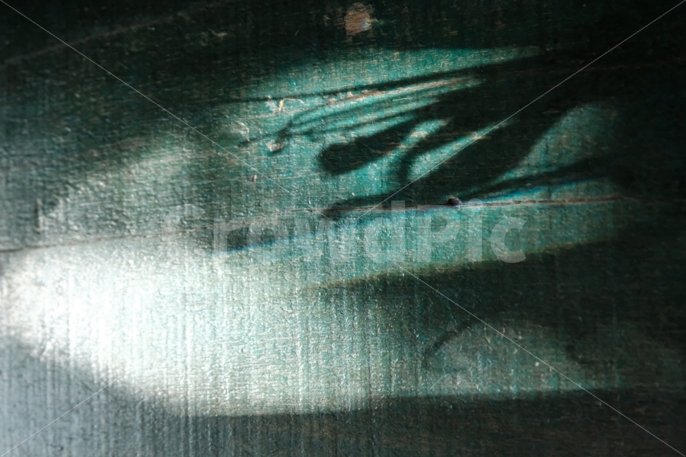 꽃,그림자,풀,식물,빛,책상,desk,청록,터키색,터키,청록색,실루엣,그림자,silhouette,shadow