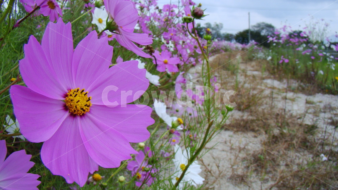 코스모스,코스모스길,코스모스꽃,꽃길,식물,코스모스확대,식물,자연,plants,nature,꽃,flower