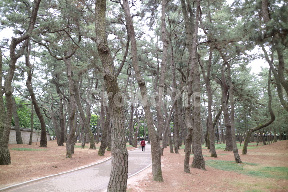 경주,plant,식물,tree,나무,treetrunk,나무줄기,person,사람,human,인간