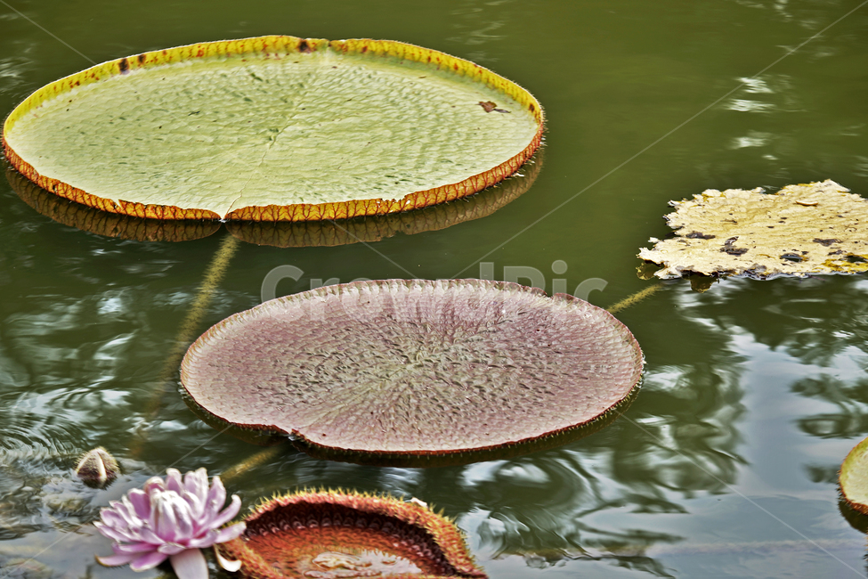빅토리아연꽃,연꽃,연잎,큰가시연꽃,연못,부엽식물,수련과,쟁반,victoriaregia,아마존강,야간개화