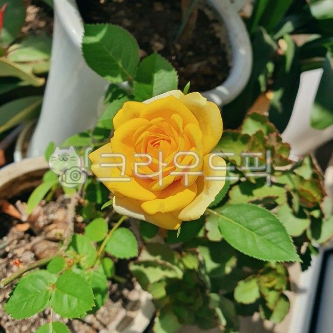 노란장미,장미꽃,rose,노란색꽃,여름장미,장미화분,plant,flower