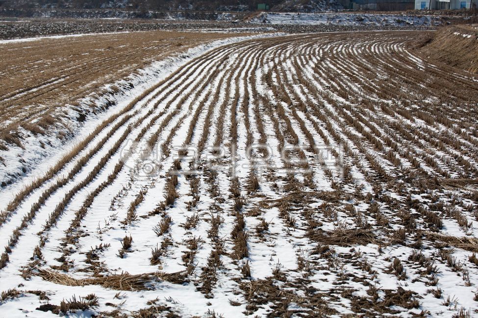 soil,토양,시골,농촌,논,겨울,snow,겨울,계절,winter,season