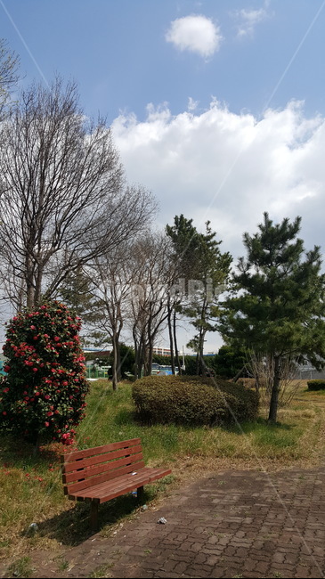 공원,하늘,구름,나무,의자,동백꽃,풍경