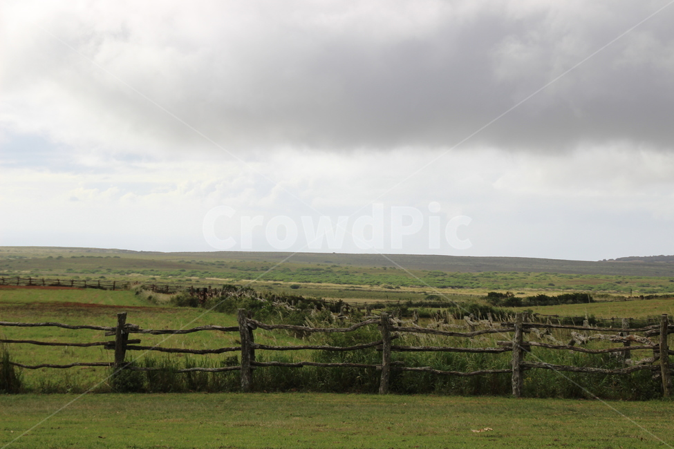 grassland,목초지,outdoors,옥외,field,들,nature,자연,grass,잔디,plant,식물