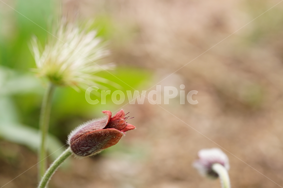 꽃,플라워,할미꽃,자연,접사,식물,생명,접사사진,풍경,꽃사진,flower,봄꽃,계절,봄,계절,spring,season,식물,자연,plants,nature,꽃,flower,감성,sensible,feeling,plant,sprout,새싹,bud,싹,blossom