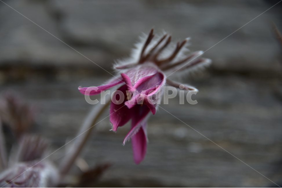 할미꽃,koreanpasqueflower,노고초,백두옹,봄꽃,야생화,식물,자연,plants,nature,꽃,flower