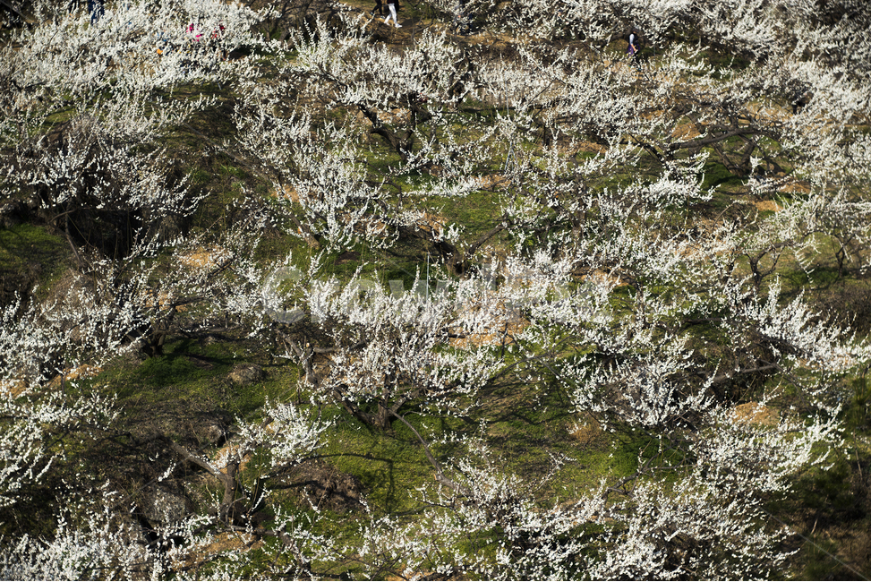 매화,매화밭,매화축제,광양매화축제,봄꽃,봄,계절,spring,season,자연,풍경,nature,landscape,plant,식물,tree,나무