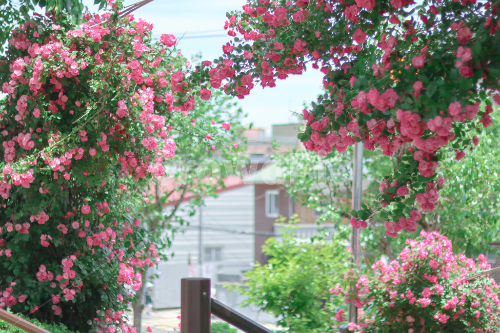 장미,꽃,봄,5월,장미사진,식물,자연,plants,nature,꽃,flower,감성,sensible,feeling