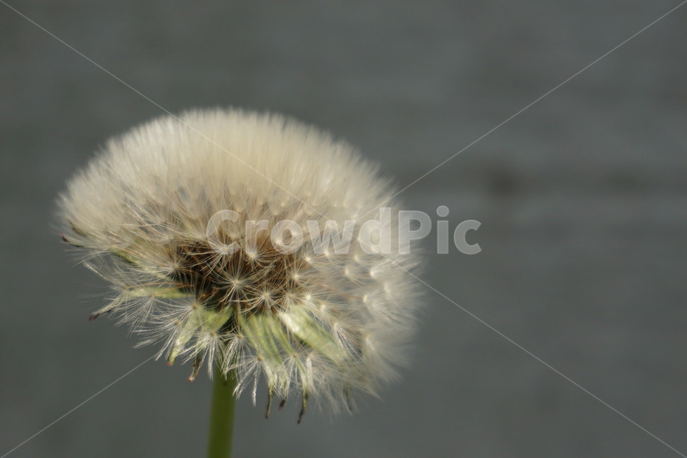 민들레,꽃,민들레꽃씨,식물,dandelion,꽃씨,봄,식물,자연,plants,nature,꽃,flower