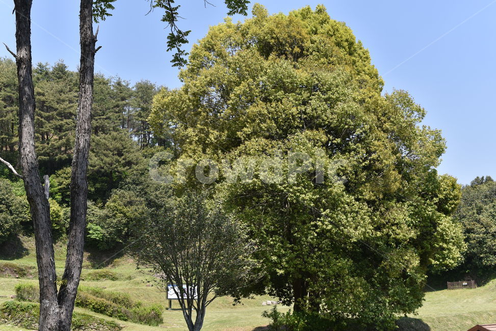 옥룡사지,사찰터,폐사지,옥룡사,유적,문화유적지,식물,tree,나무,treetrunk,나무줄기