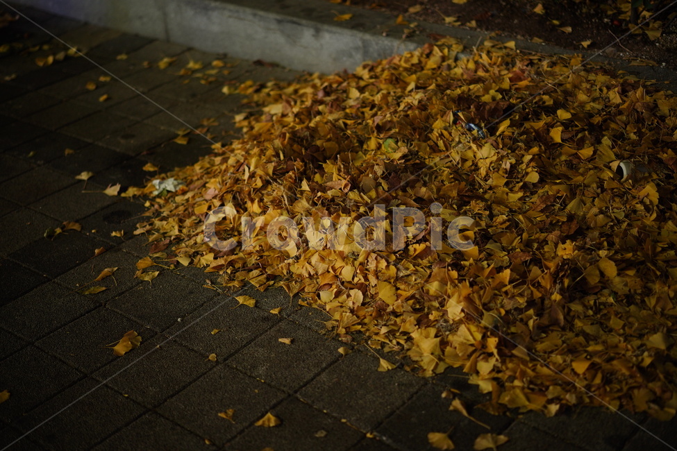 낙엽,가을,도시,청소,쓸쓸,단풍,은행잎,가을,계절,fall,autumn,season,plant,식물,leaf,잎,ground,바닥