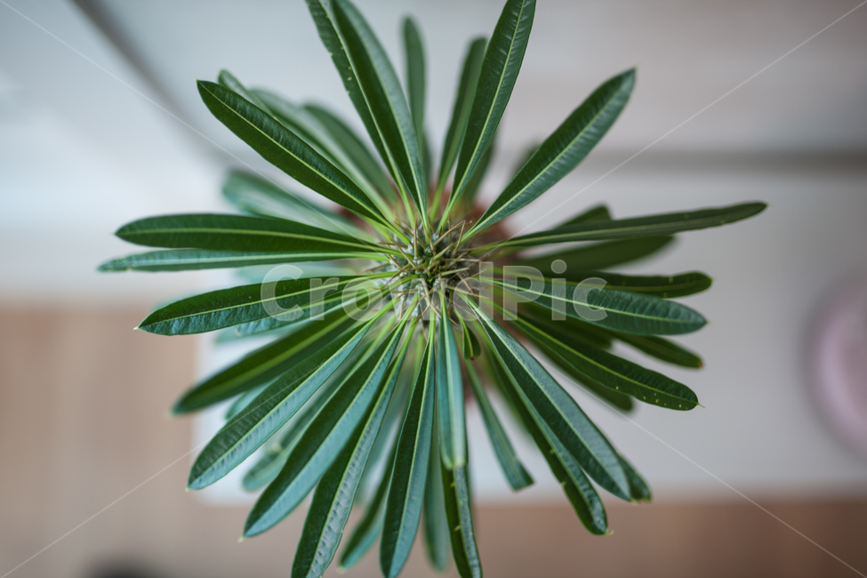 다육,다육식물,식물,화분,botanical,식물,자연,plants,nature