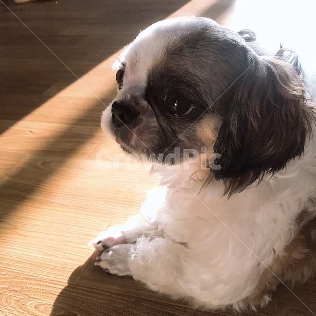 애완동물,강아지,개,동물,시추,강아지얼굴,시츄,애견,반려견,펫,애완견