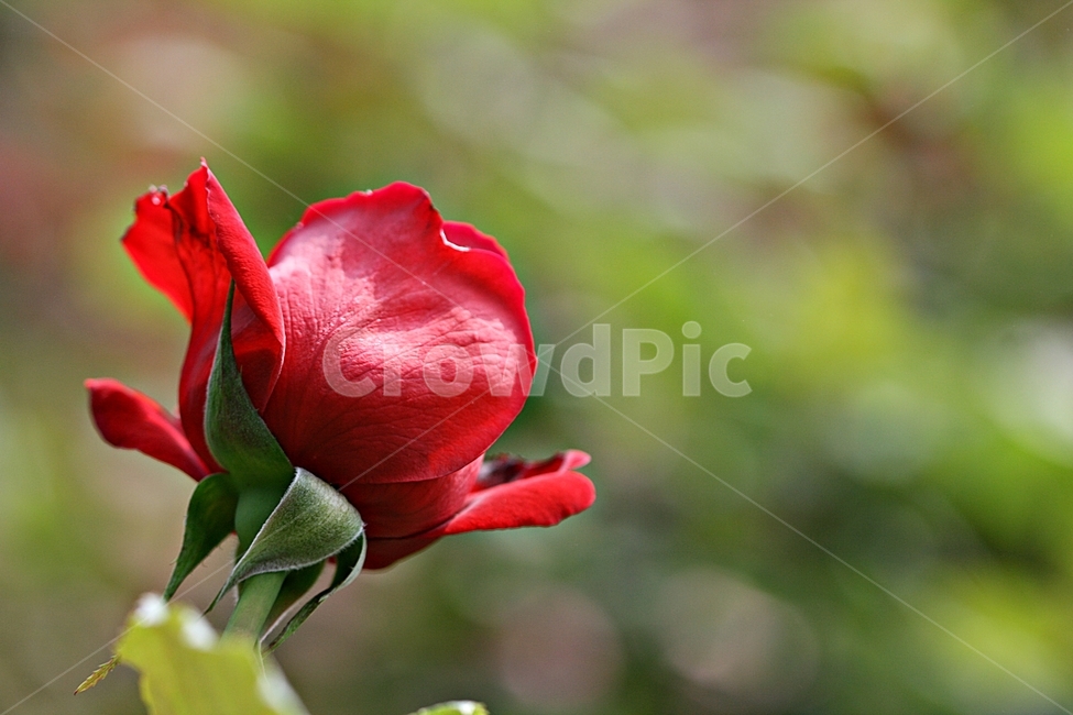 장미,봄,식물,축제,고백,공원,식물,자연,plants,nature,꽃,flower