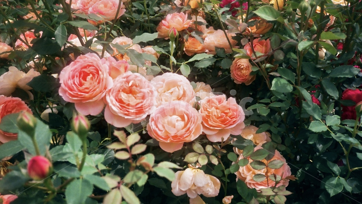 rose,장미,flower,꽃,plant,pink,red,잎사귀,잎,빨간