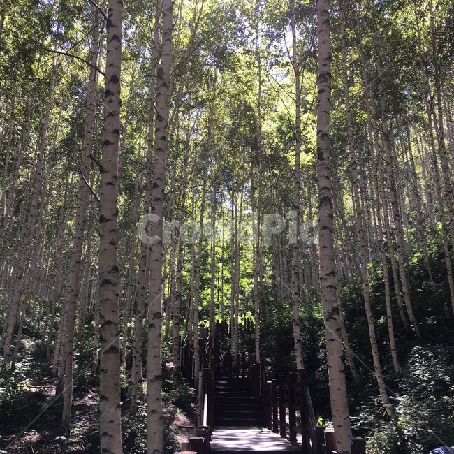 outdoors,옥외,garden,등산,산,강원도,한국자연관광,한국자연풍경,자연풍경,자연,풍경,조화,계절,봄,여름,가을,자연관광,계단