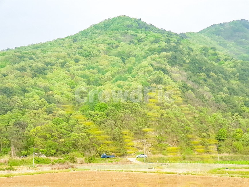 시골,숲,나무,산,자연,식물,강원도,mountain,forest,tree,nature,country,시골,마을,풍경,landscape,country,rural,town