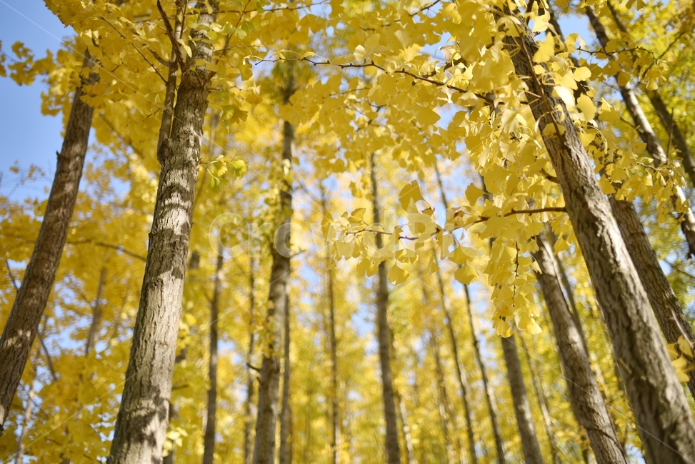 automne,ginkgo,은행나무,가을,yellow,노랑,가을,계절,fall,autumn,season,자연,풍경,nature,landscape,식물,plants,나무,trees,wood,tree,plant,vegetation,초목