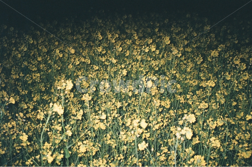 야간,꽃,유채꽃,감성,꽃밭,식물,자연,plants,nature,꽃,flower