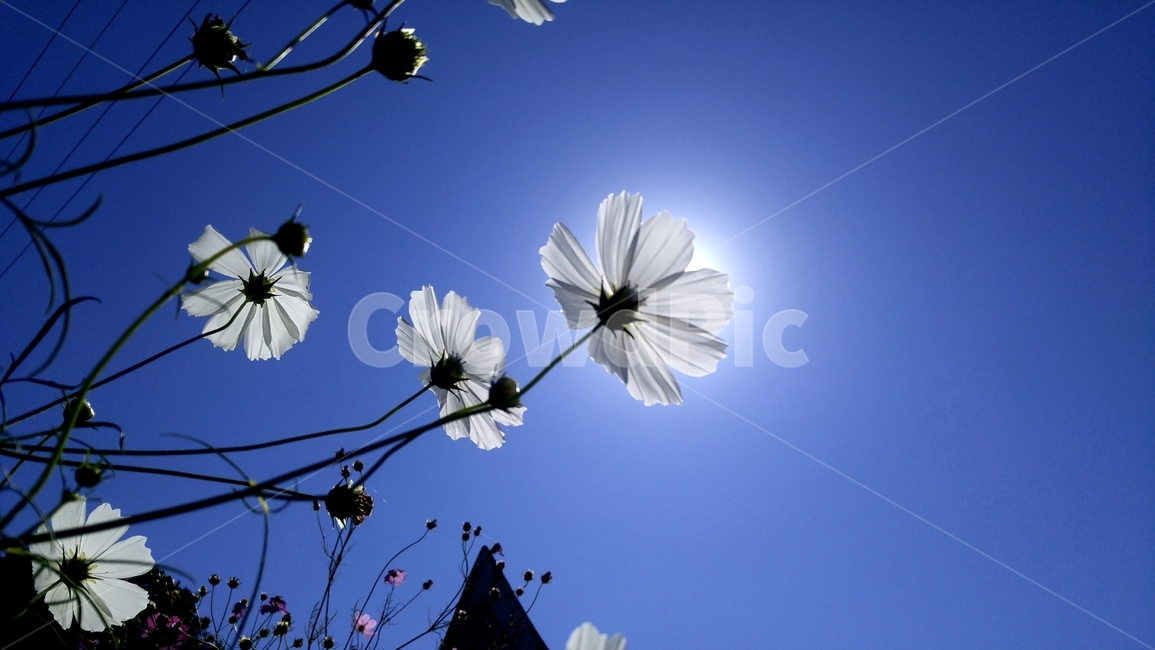 코스모스,가을,하동,북천,코스모스축제,성화,식물,자연,plants,nature,꽃,flower