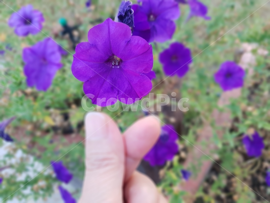 꽃,식물,여름,자연,plants,nature,green,분홍,여자손,보라색,식물,자연,plants,nature,꽃,flower,사람,인물,인간,human,person,신체일부,몸,body