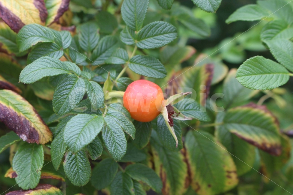 식물,열매,야생,야생식물,들꽃,잎,초록,초록색,빨강,주황,식물,자연,plants,nature