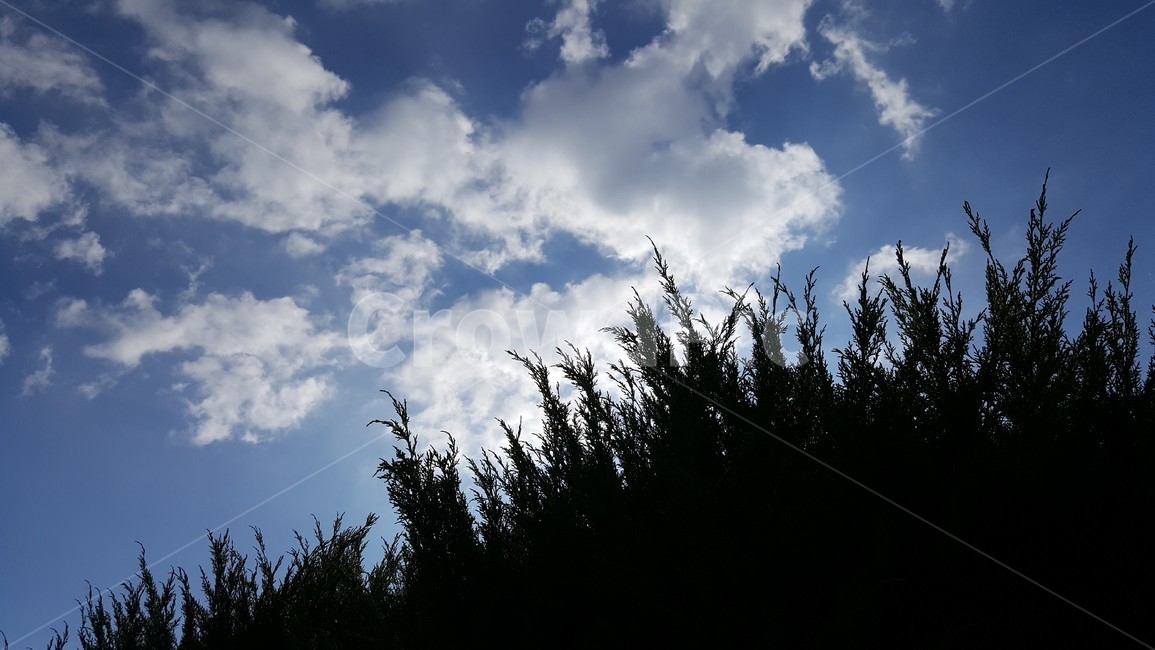 하늘,구름,나무,가을하늘,outdoors,nature,자연,초가을,늦은여름,자연,풍경,nature,landscape,옥외
