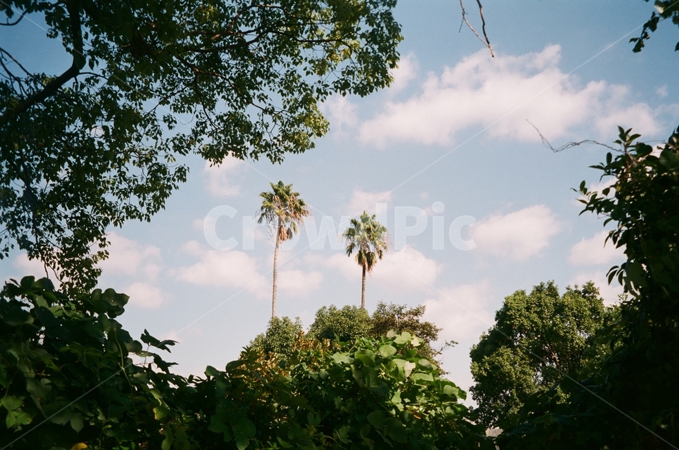 Jurassic Park,palm tree,mountain,sight,film,Emotion,film camera